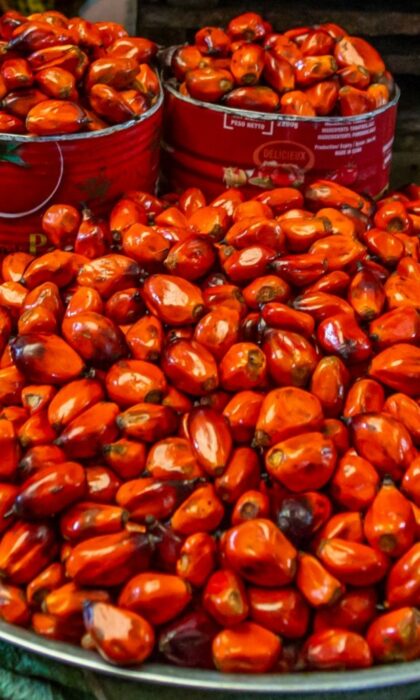 Palm Kernel Shells (PKS) | CM Biomass